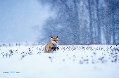 Fuchs im Schnee