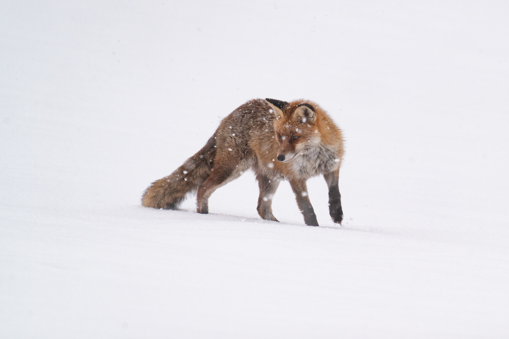 Fuchs im Schnee