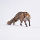 Fuchs im Schnee