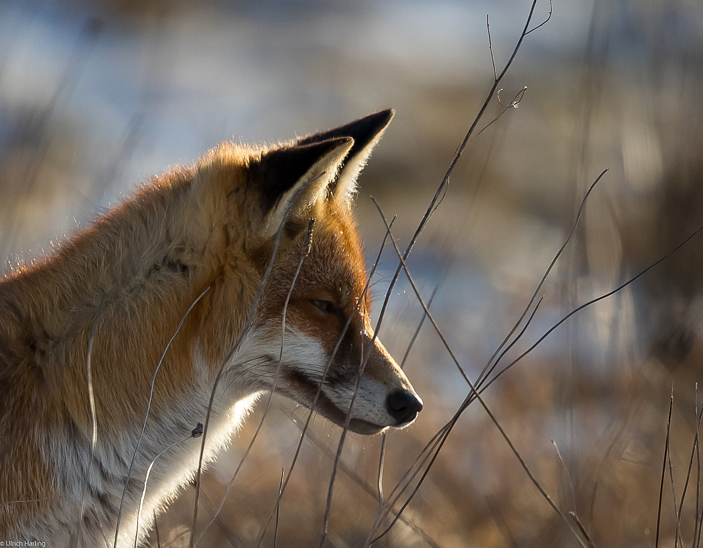 Fuchs im Schnee 9-1