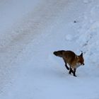 Fuchs im Schnee