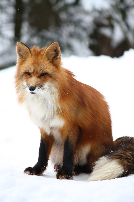 Fuchs im Schnee