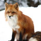 Fuchs im Schnee