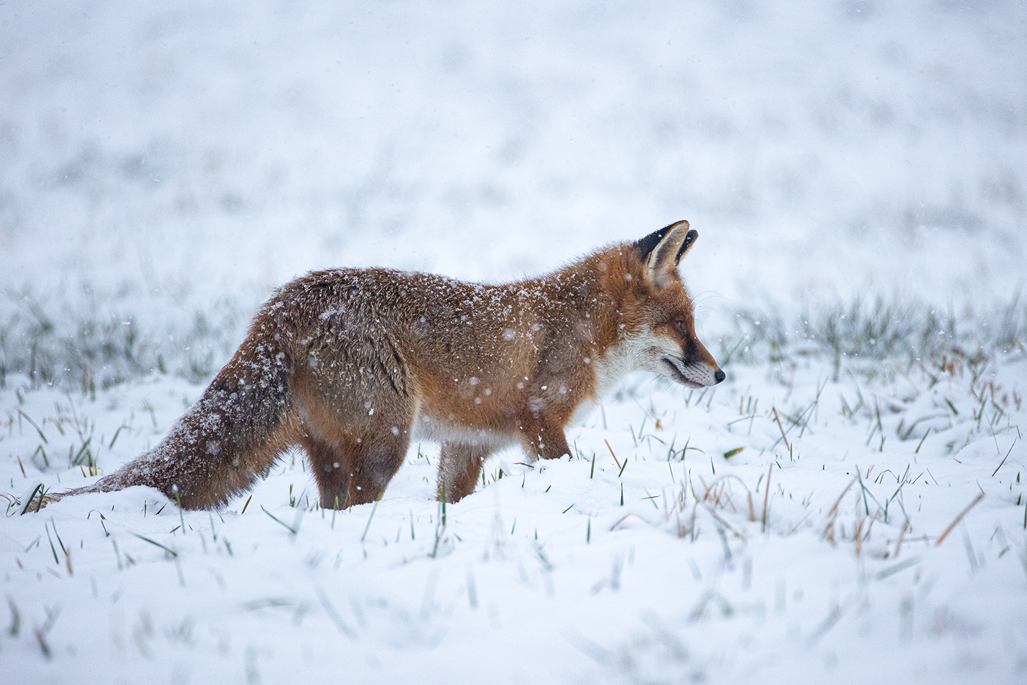 FUCHS im SCHNEE