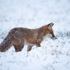 FUCHS im SCHNEE