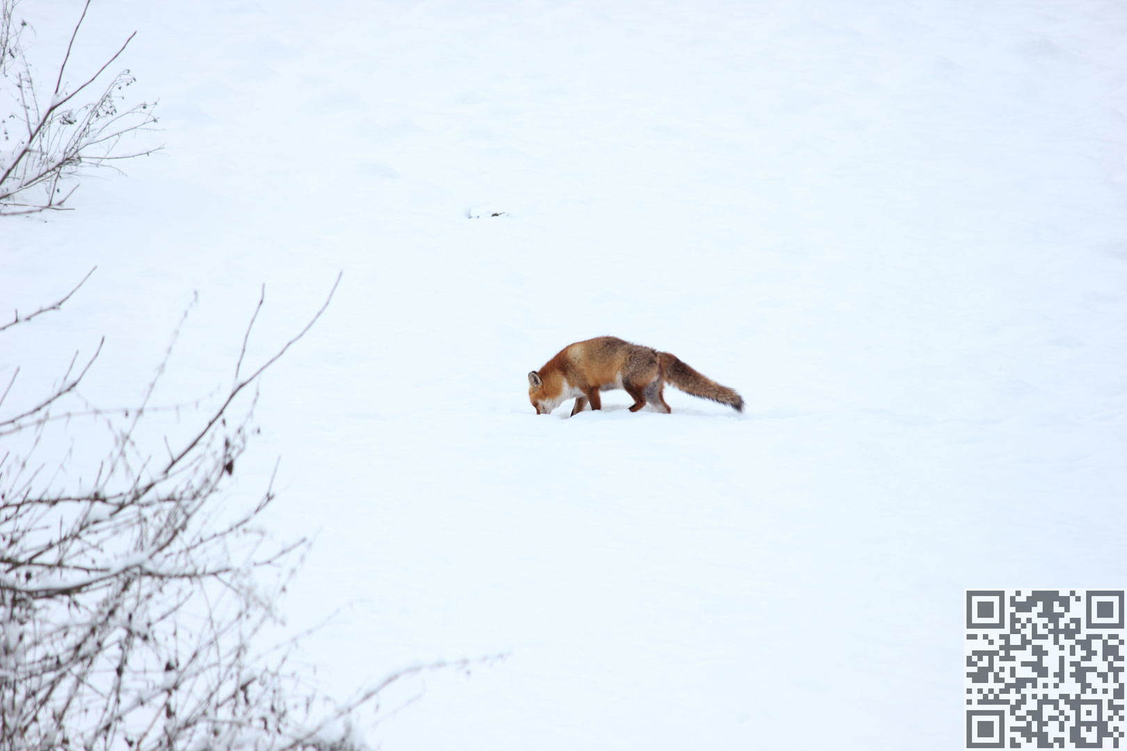 Fuchs im Schnee