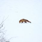 Fuchs im Schnee