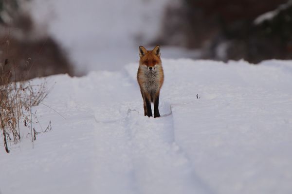 Fuchs im Schnee