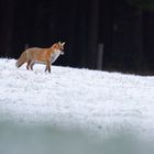 Fuchs im Schnee