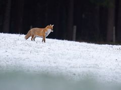 Fuchs im Schnee