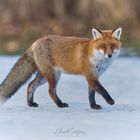 Fuchs im Schnee 