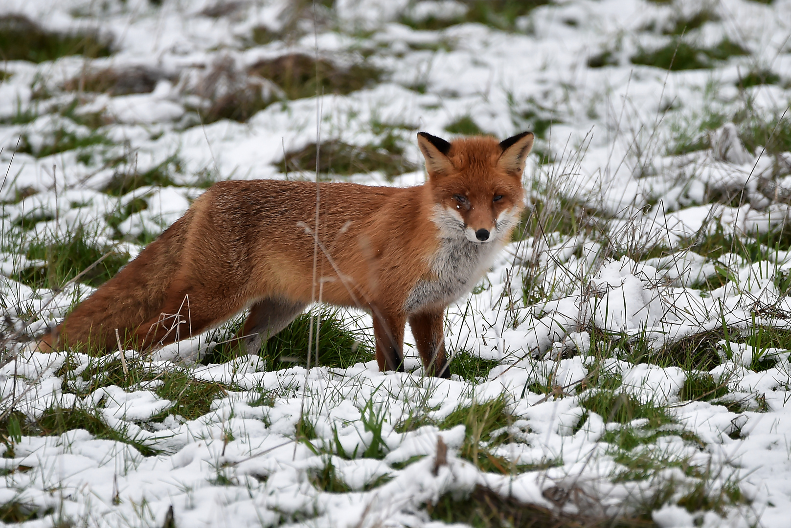 Fuchs im Schnee