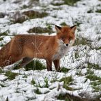 Fuchs im Schnee