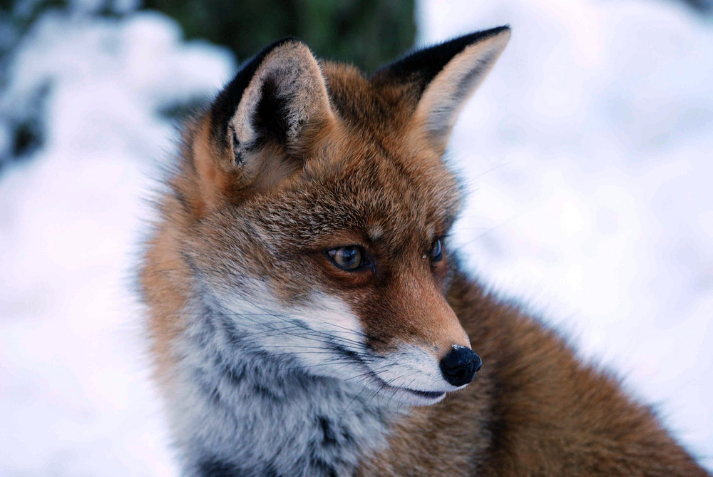 Fuchs im Schnee