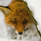 Fuchs im Schnee