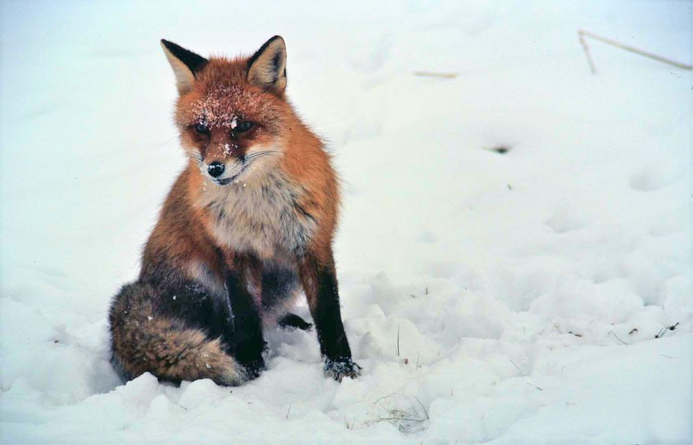 Fuchs im Schnee