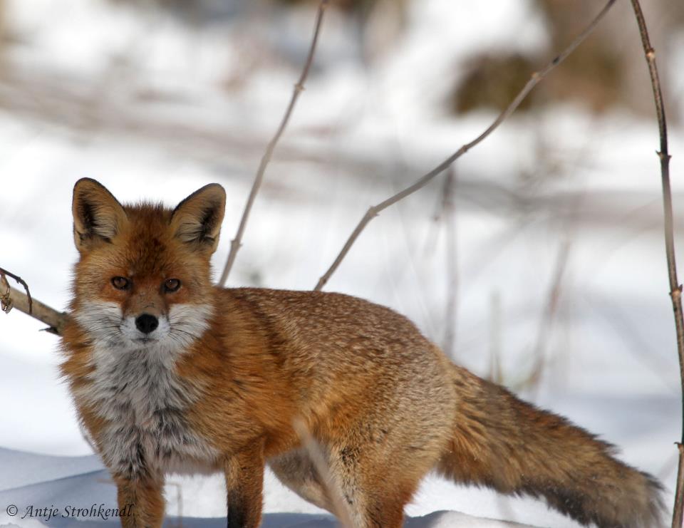 Fuchs im Schnee