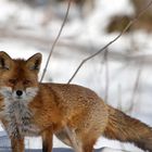 Fuchs im Schnee