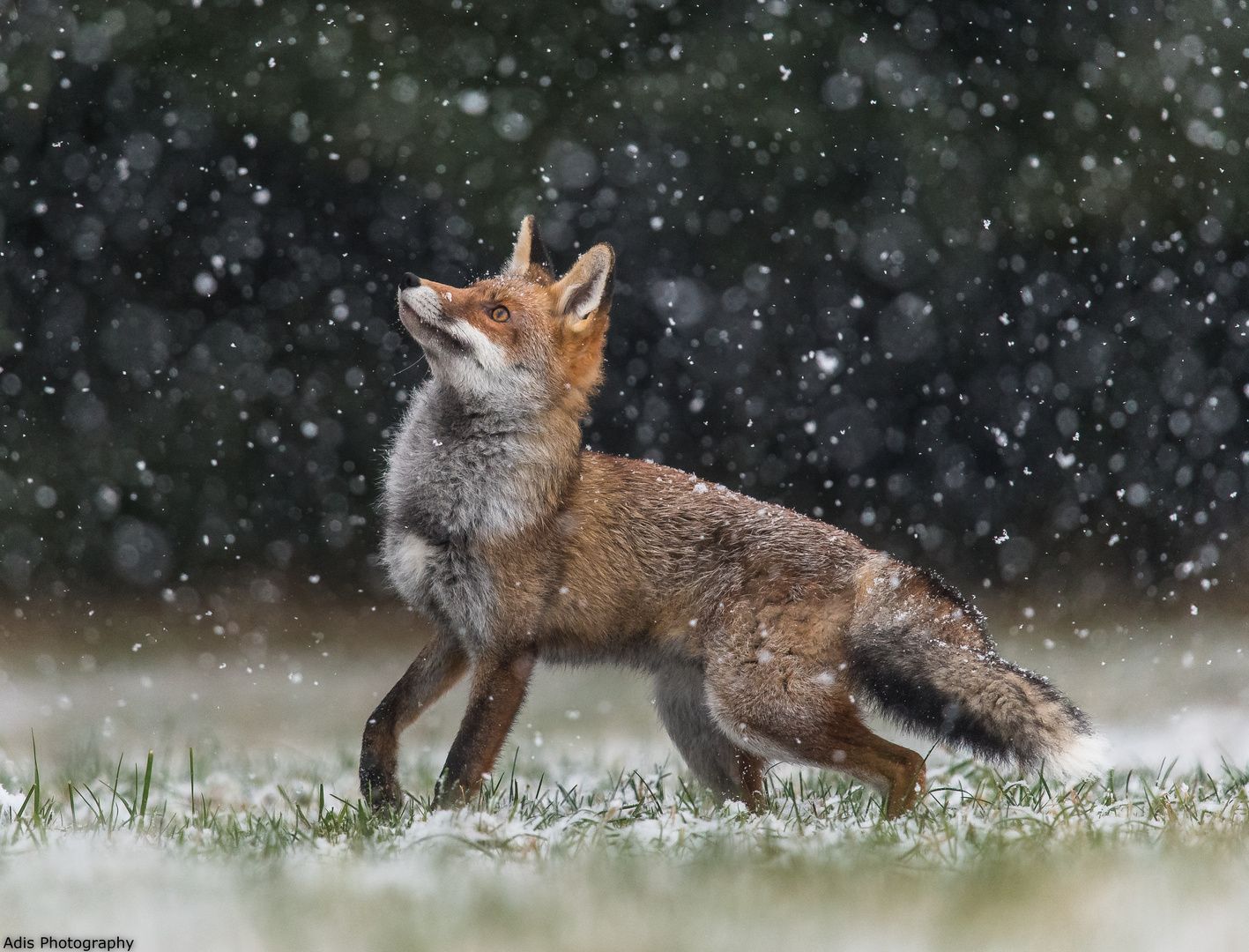 Fuchs im Schneegestöber