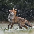 Fuchs im Schneegestöber