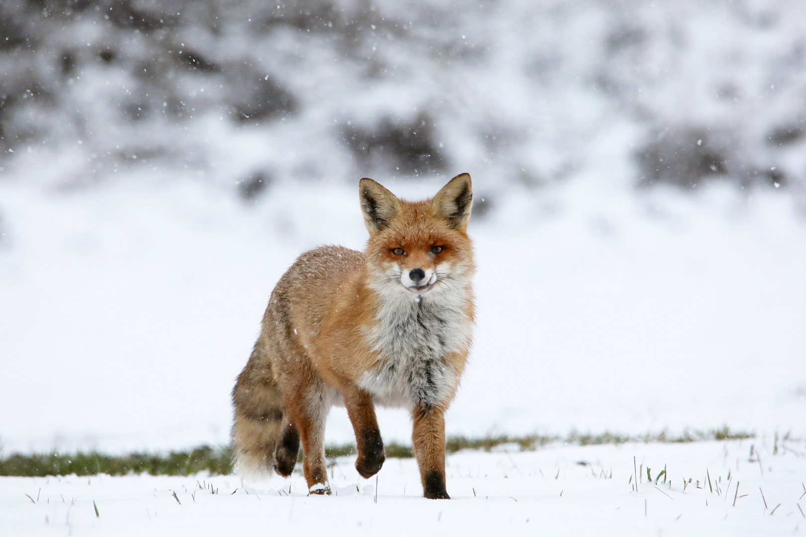 Fuchs im Schneetreiben 1