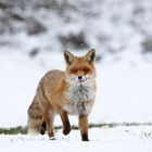 Fuchs im Schneetreiben 1