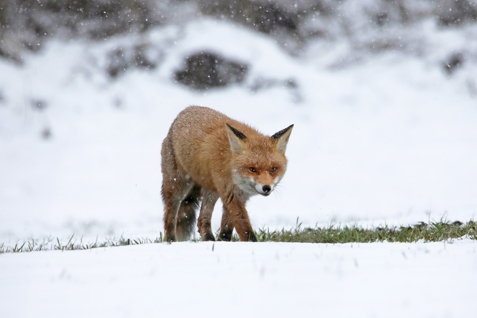 Fuchs im Schneetreiben 2