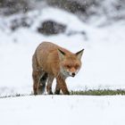 Fuchs im Schneetreiben 2