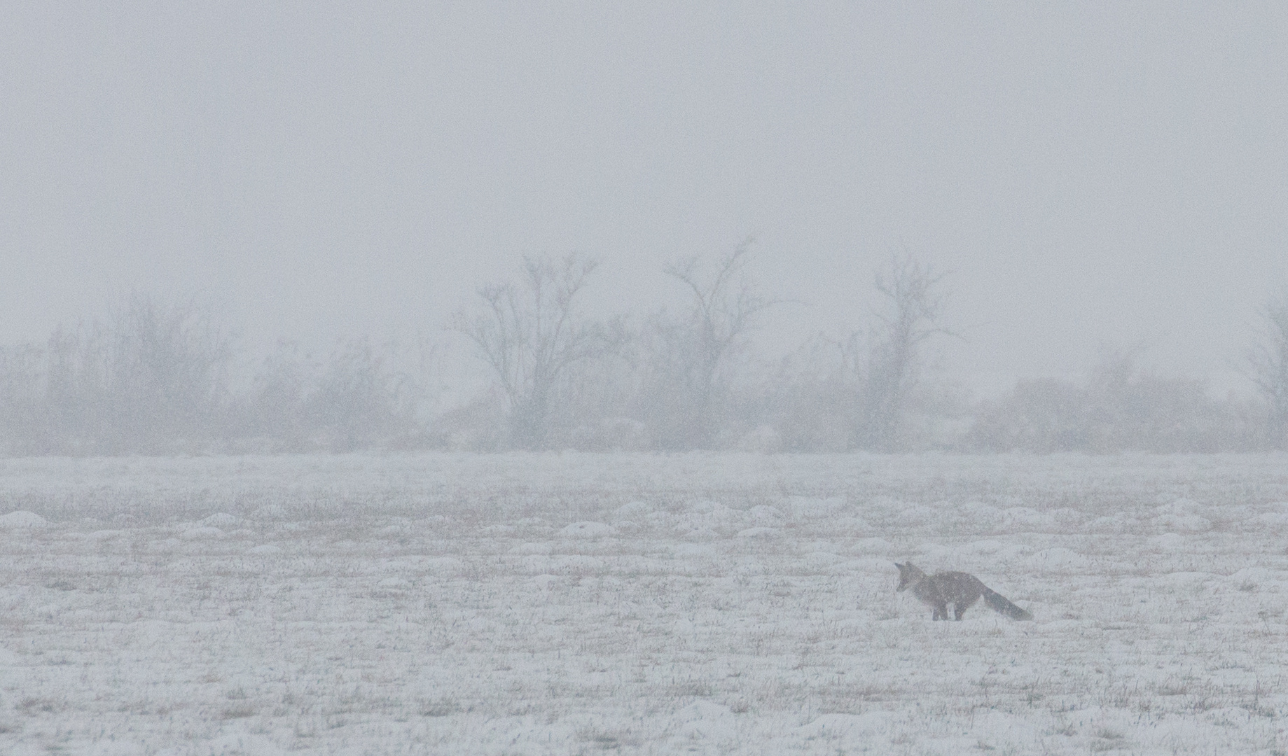 Fuchs im Schneetreiben