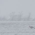 Fuchs im Schneetreiben