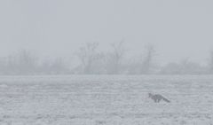 Fuchs im Schneetreiben