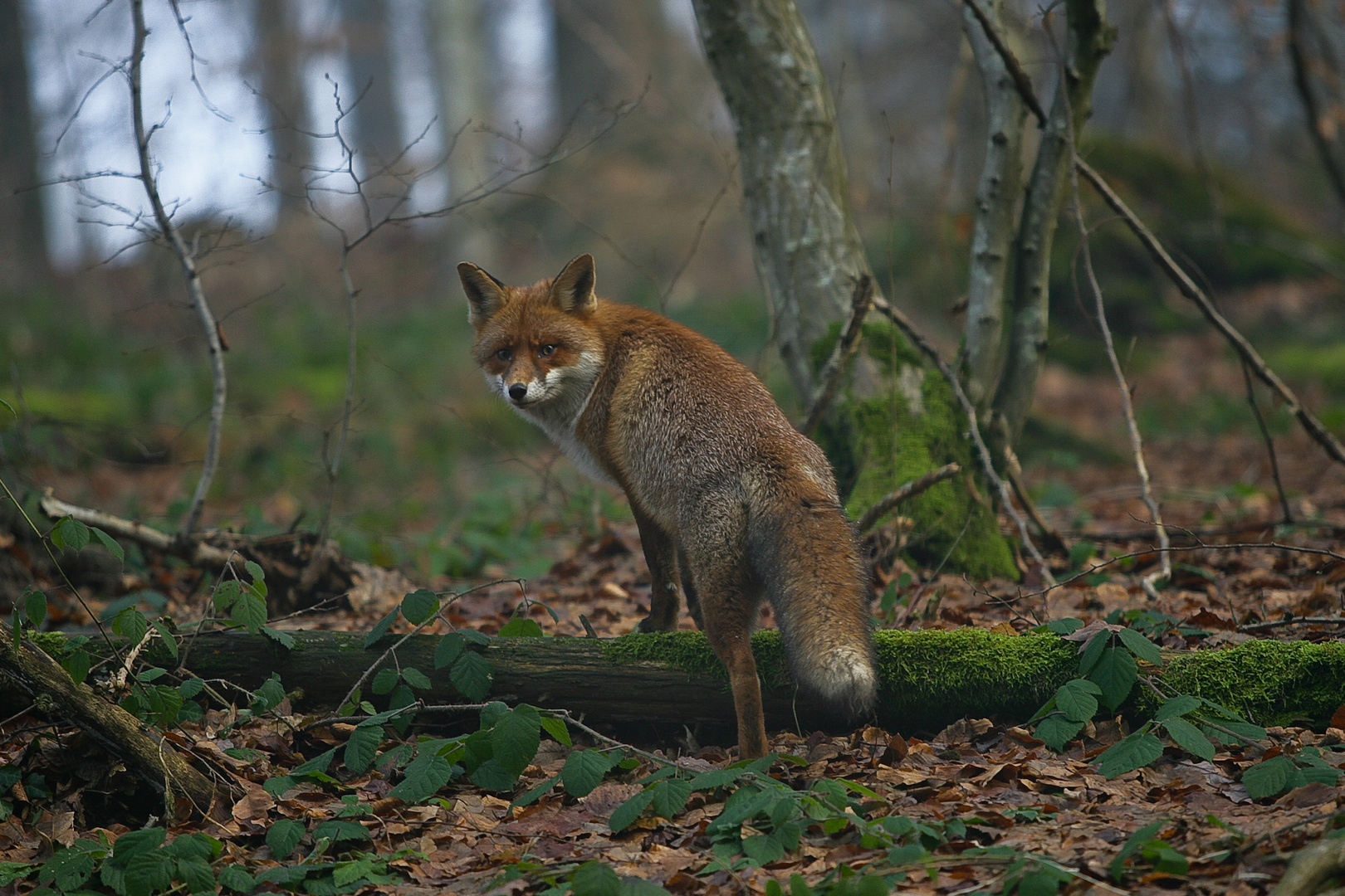 Fuchs im Schwarzwald