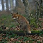 Fuchs im Schwarzwald