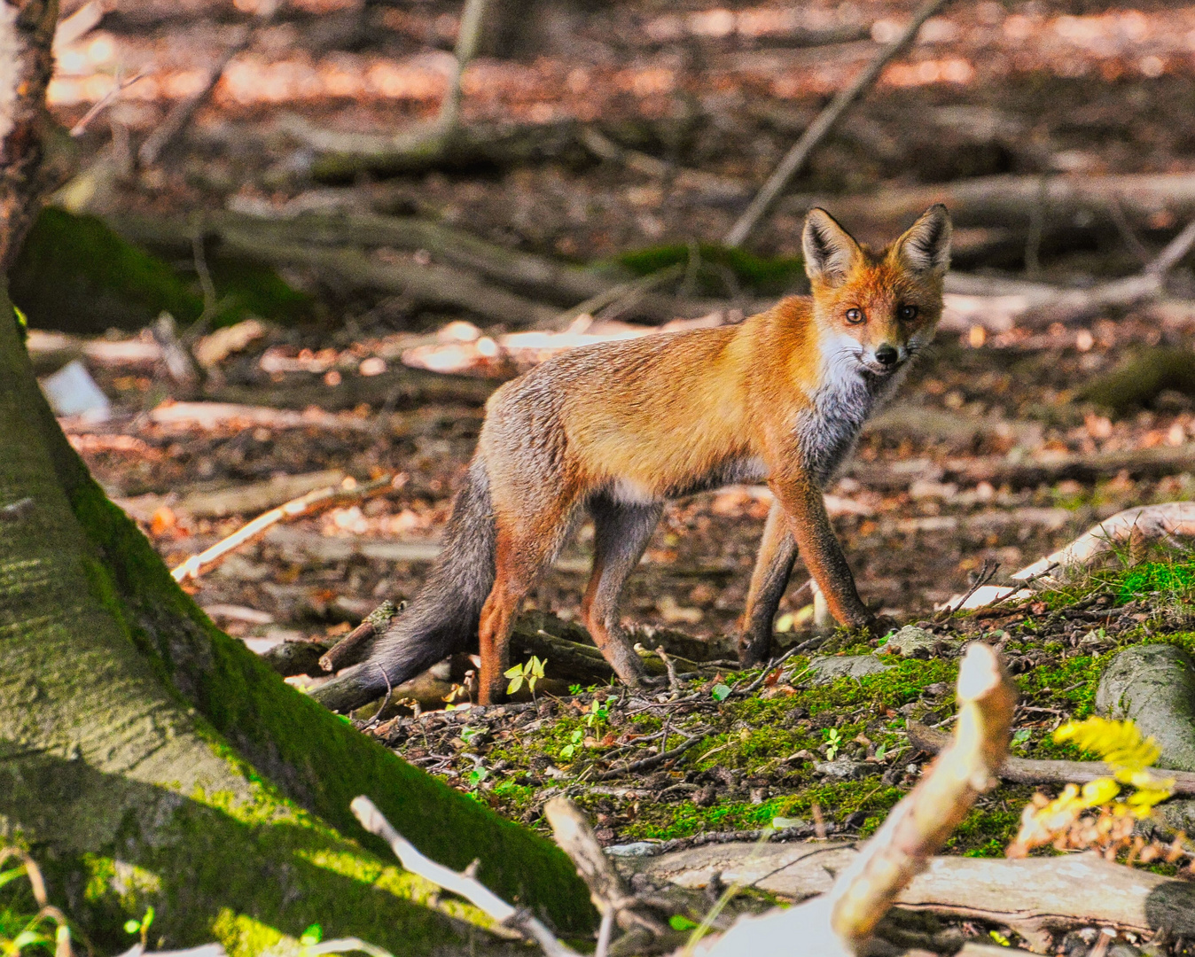 Fuchs  im Sennelager