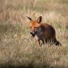 Fuchs im Sommer 1