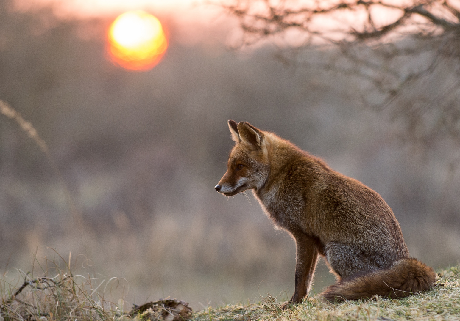 Fuchs im Sonnenuntergang