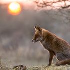 Fuchs im Sonnenuntergang