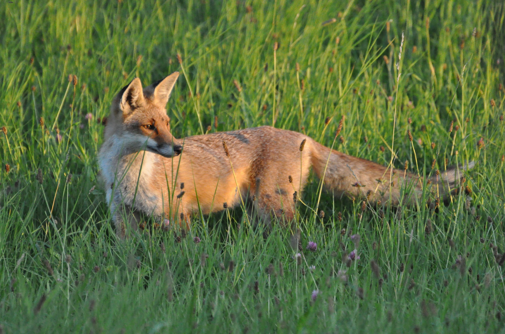 Fuchs im Sonnenuntergang