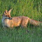 Fuchs im Sonnenuntergang