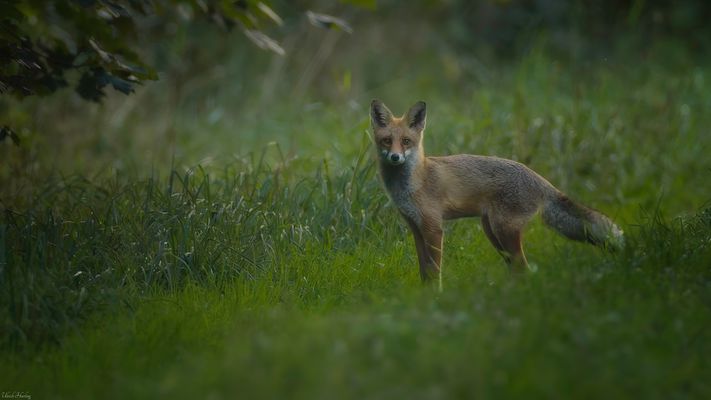 Fuchs im späten Abendlicht