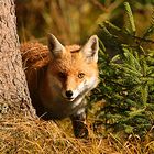 Fuchs im Spessartwald