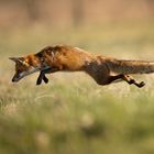 Fuchs im Sprung-1