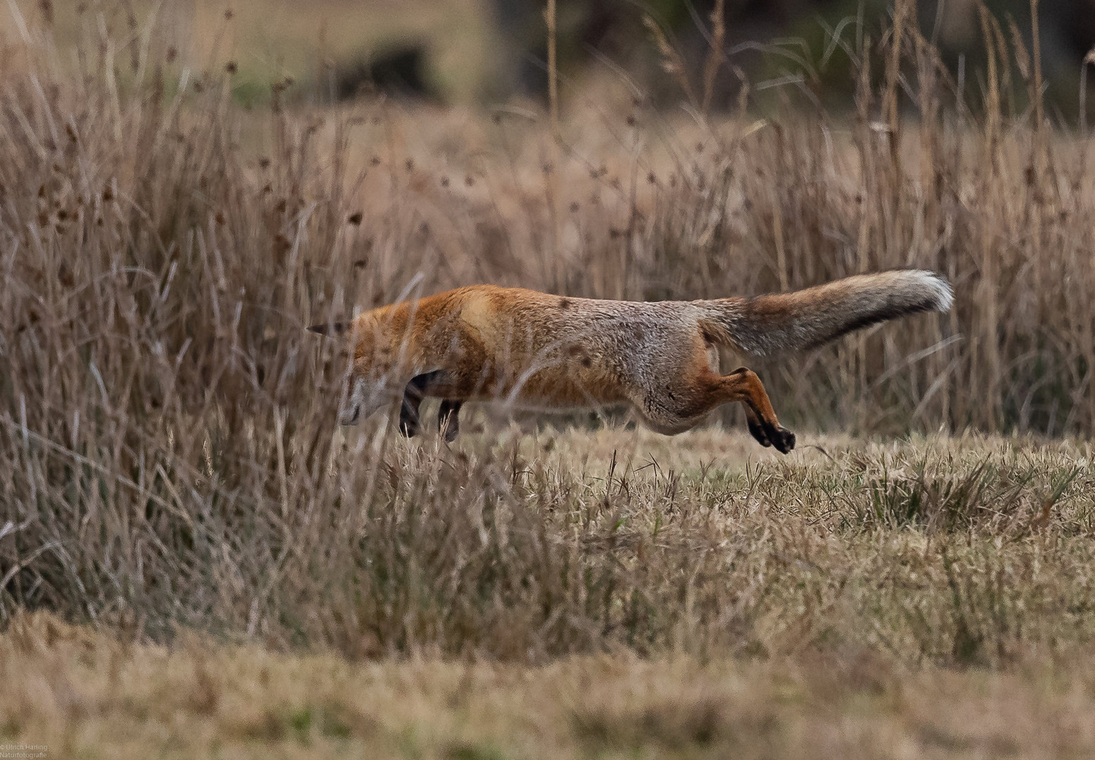 Fuchs im Sprung