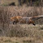 Fuchs im Sprung