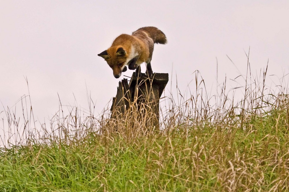 Fuchs im Sprung