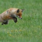 Fuchs im Sprung