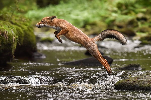 Fuchs im Sprung