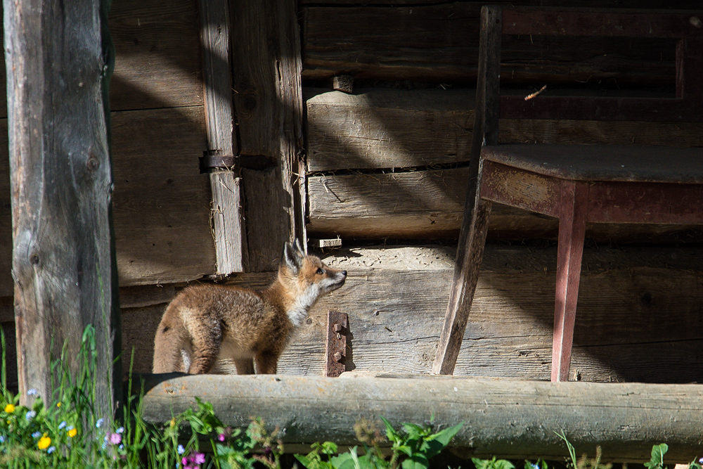 Fuchs im Stal