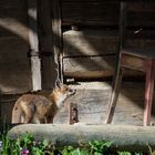 Fuchs im Stal