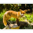 Fuchs im Tiergarten Worms